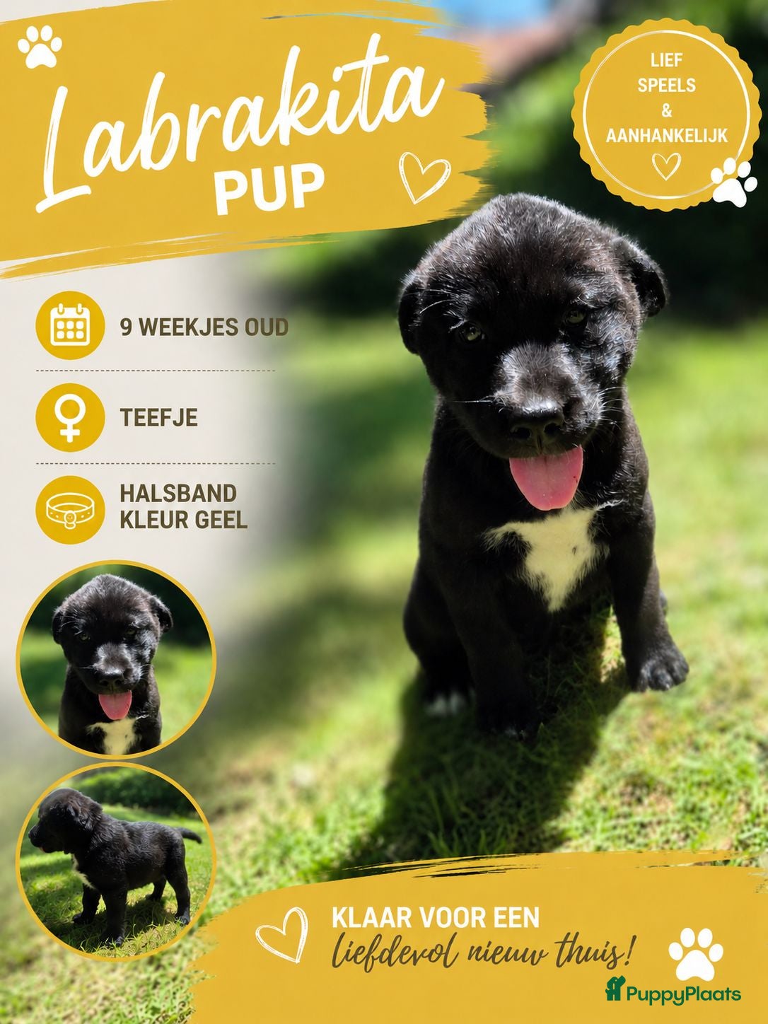 Kruising honden Labrakita pups (mogen verhuizen) - Advertentie 1