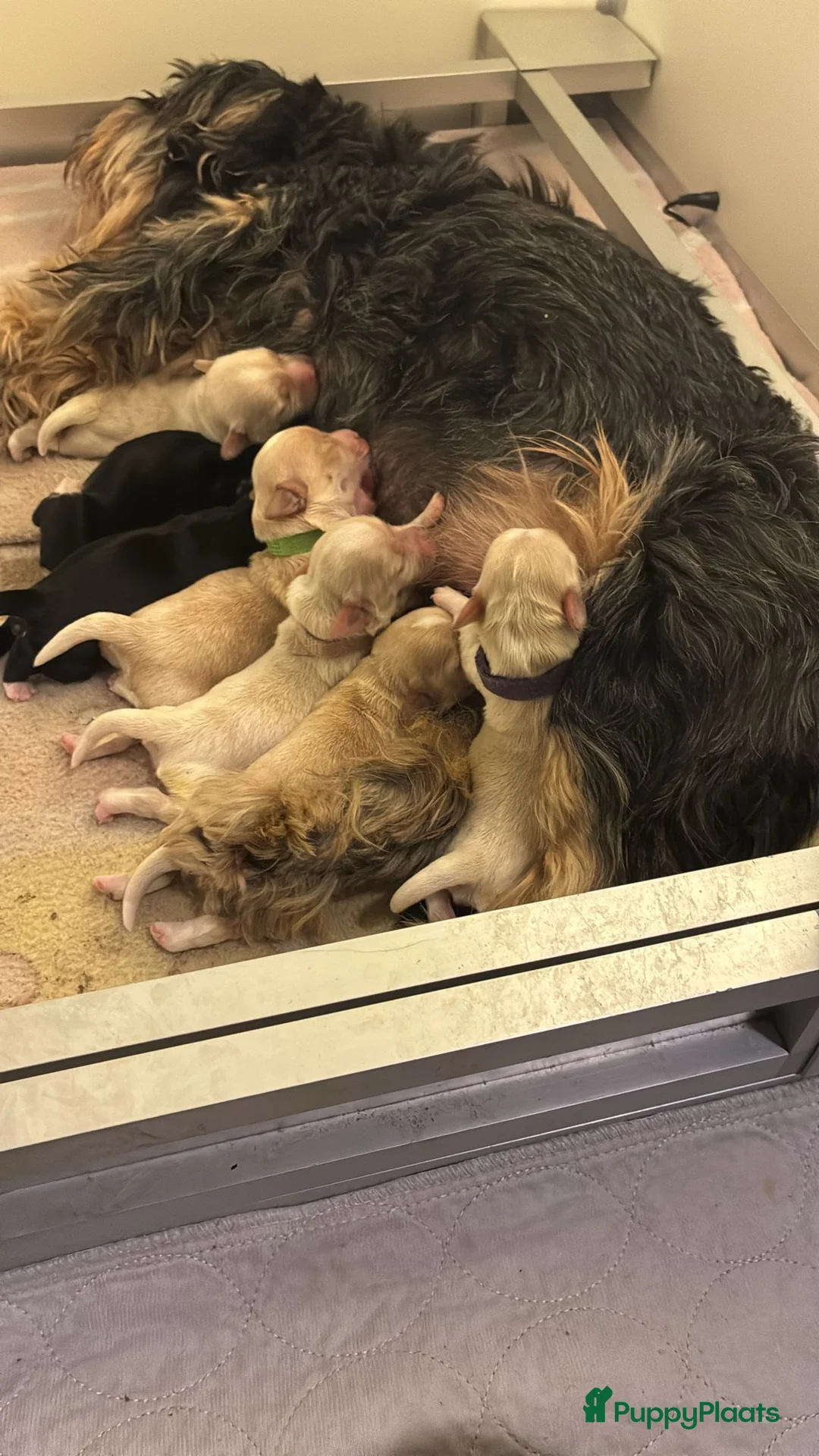 Havanezer honden te koop: Nog een reu beschikbaar!  - Advertentie 1