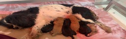 Cavapoo honden te koop: Schattige Cavapoo Puppy’s Klaar - Advertentie 12