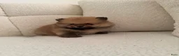 Pomeriaan honden te koop: Pomeranian pomeriaan pups  - Advertentie 8