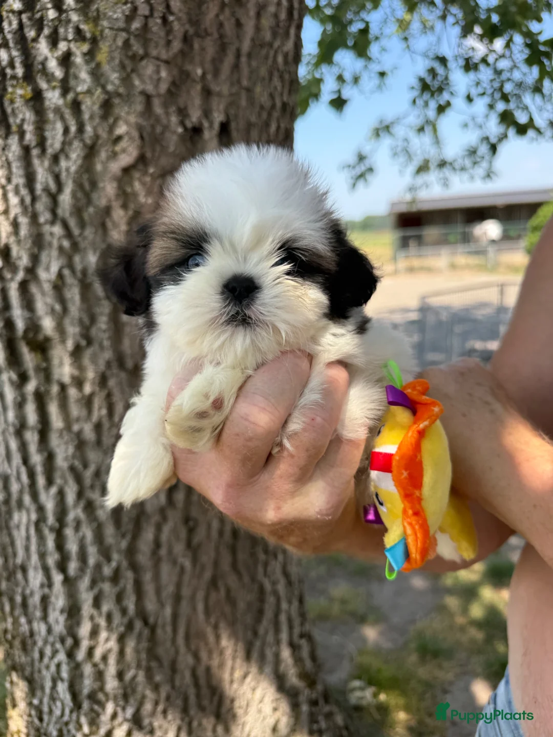 Shih Tzu honden te koop: Prachtig Shih Tzu teefje  - Advertentie 1