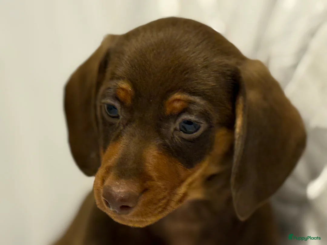 Teckel (korthaar)  honden te koop: Dwerg teckel pups  - Advertentie 10