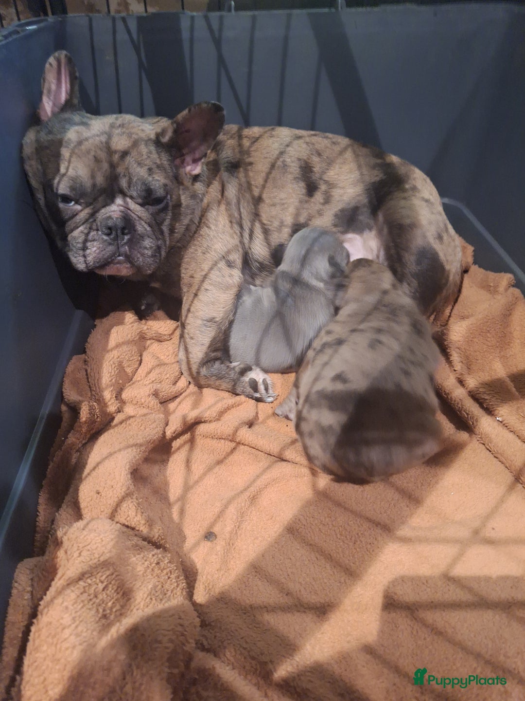 Franse Bulldog honden te koop: Nieuwe franse bulldog pups.  - Advertentie 1
