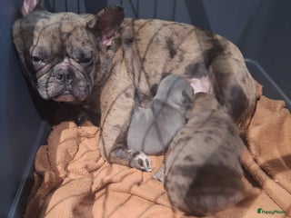 Franse Bulldog honden Nieuwe franse bulldog pups. - Advertentie 4