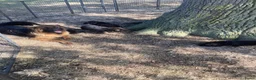 Duitse Herder honden te koop: Langharige Duitse herder puppy’s met rechter rug.  - Advertentie 5