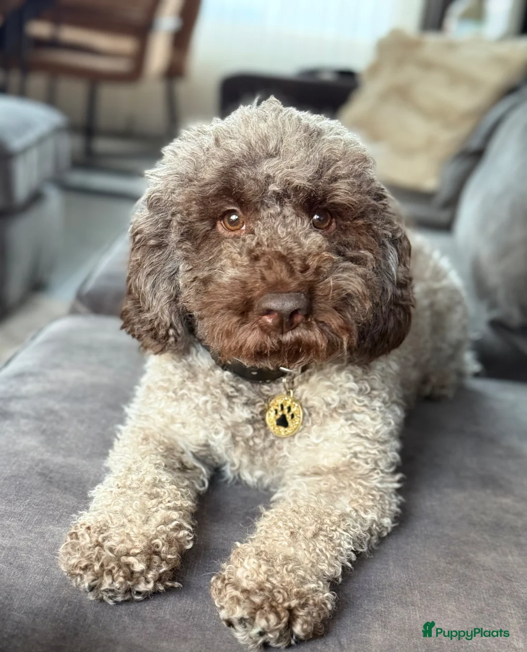 Kruising honden te koop: Prachtige hypoallergene pups uit geteste ouders - Advertentie 11