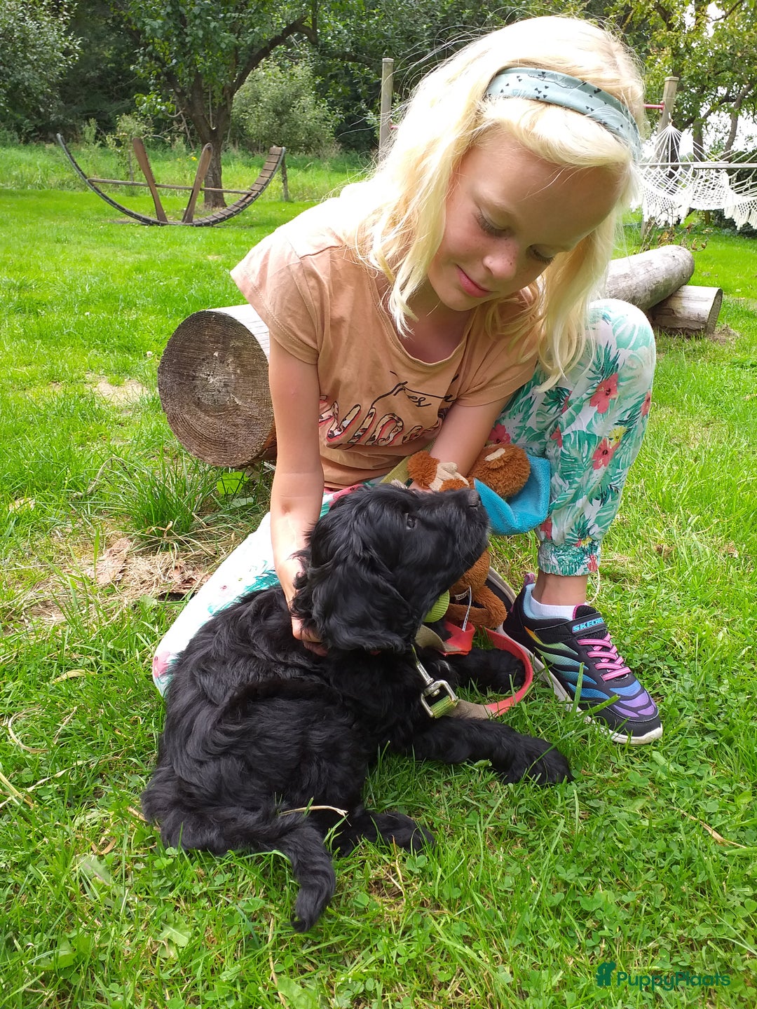 Goldendoodle honden te koop: Golden doodle pups te koop - Afbeelding 2