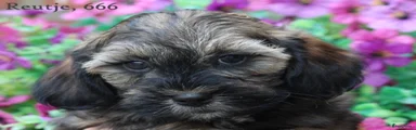Maltipoo 1
