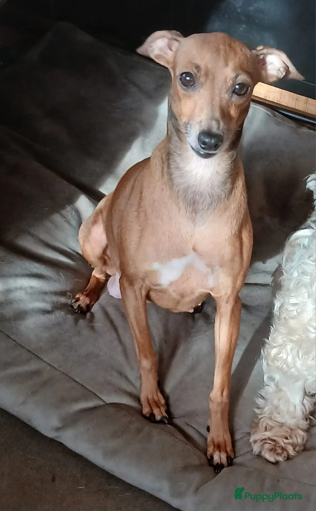 Italiaans Windhondje honden te koop: Italiaanse windhondjes zoeken gouden mandje - Advertentie 1