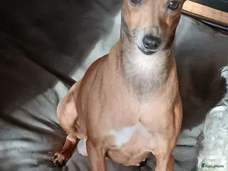 Italiaans Windhondje honden Italiaanse windhondjes zoeken gouden mandje - Advertentie 1