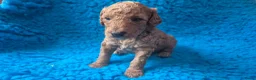Cockapoo honden te koop: Hele mooie cockapoo pupjes - Advertentie 10