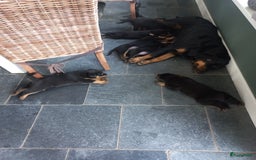 Rottweiler honden te koop: Nog 3 super lieve rottweiler reutjes. - Afbeelding 12