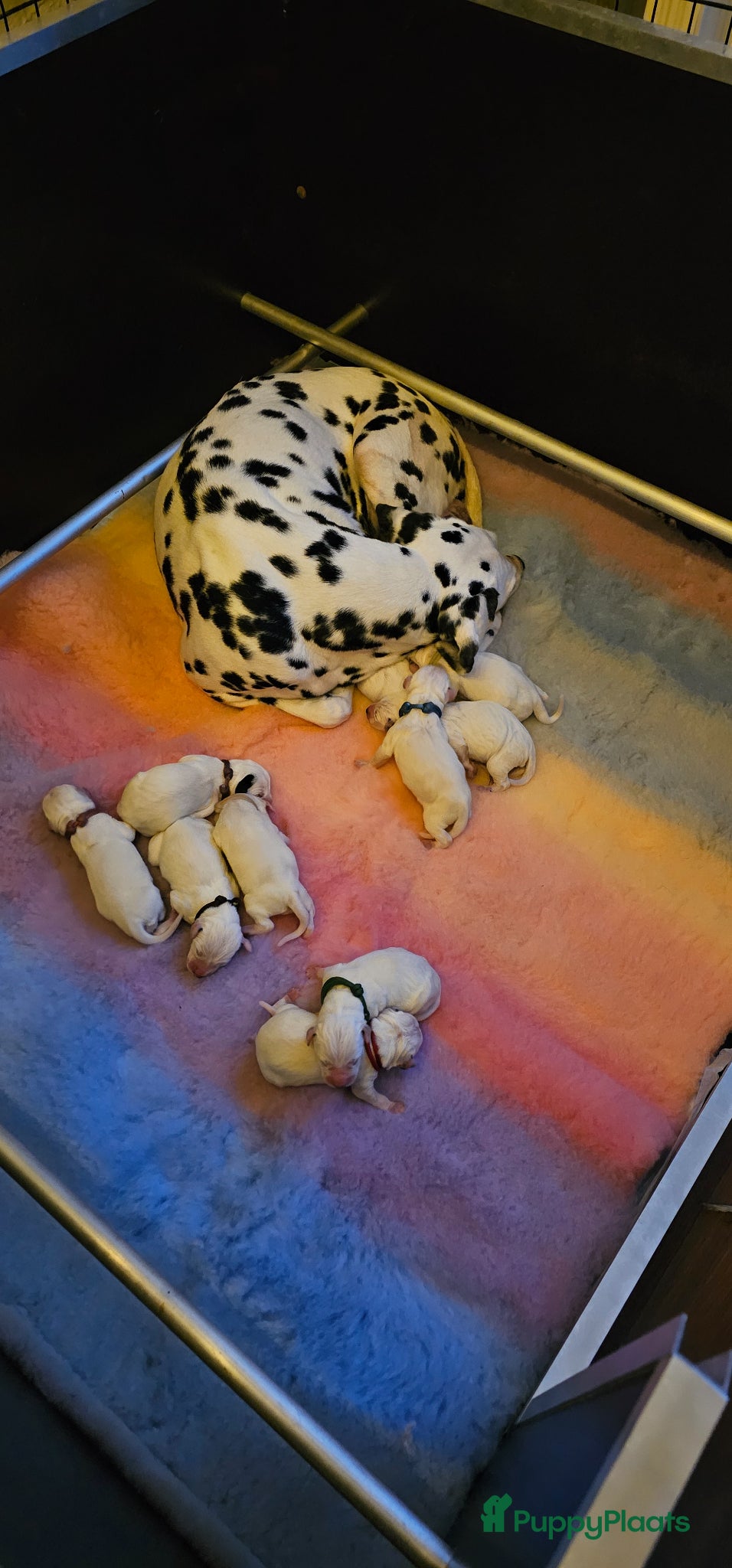 Dalmatiër honden Dalmatiër pups met stamboom  - Advertentie 2