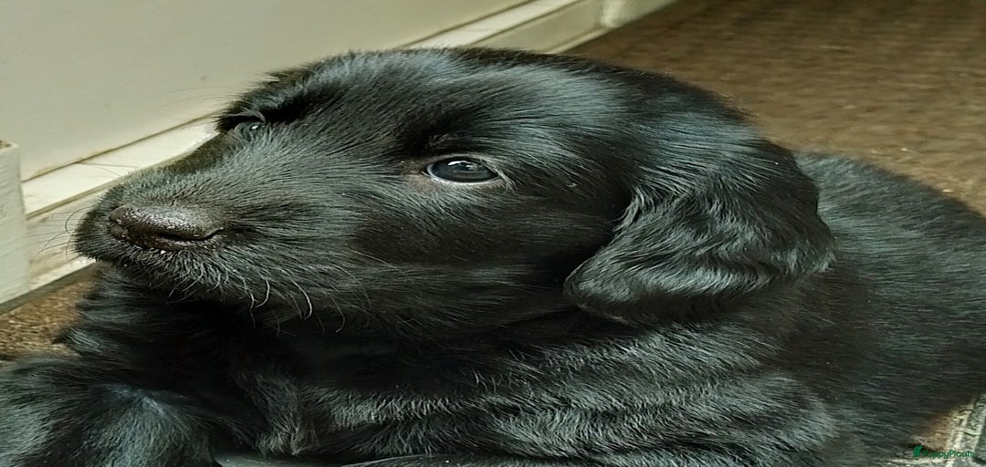 Galerij afbeelding {{count}}