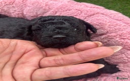 Poedel Toy honden te koop: Toy poedel pups  in Oss - Afbeelding 4
