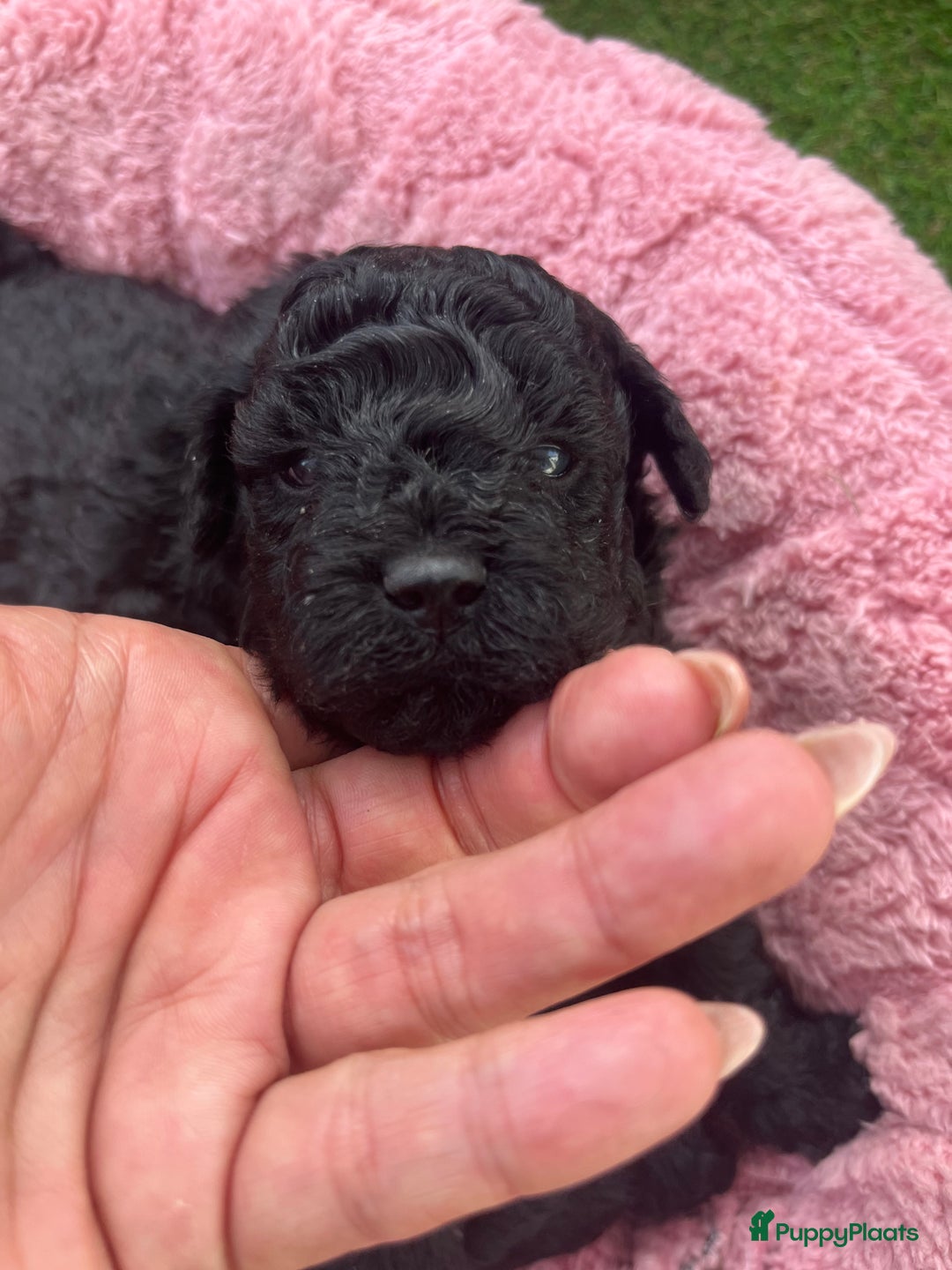 Poedel Toy honden te koop: Toy poedel pups  in Oss - Afbeelding 4
