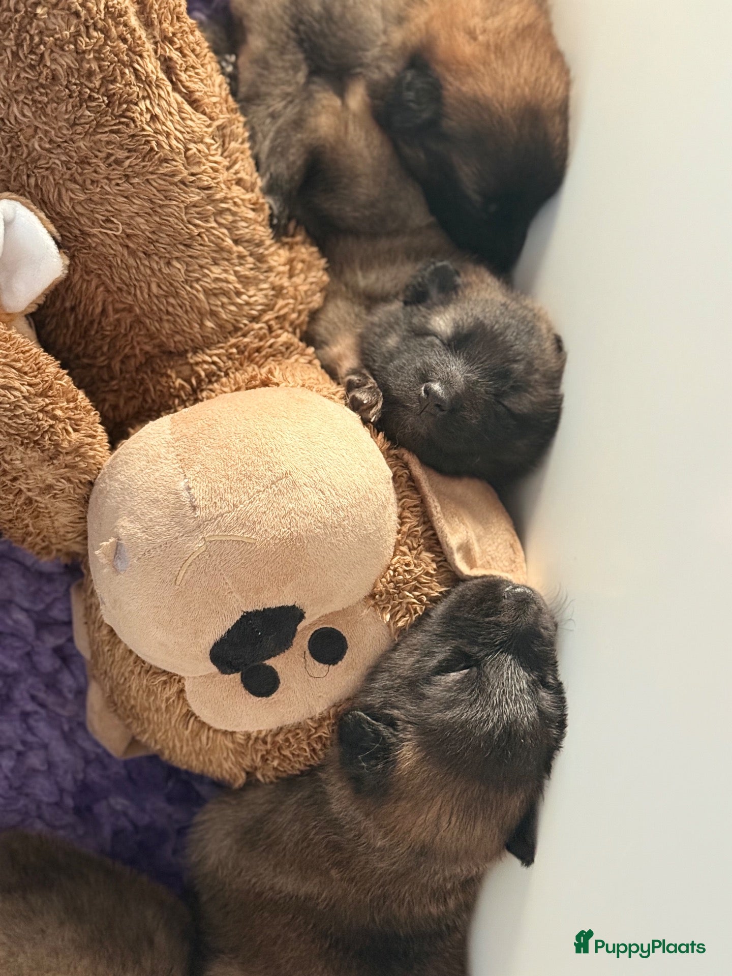 Tervuerense Herder honden te koop: Belgische Tervuerense herder 1 teef en 1 reu besch - Advertentie 1