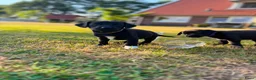Kruising honden te koop: Mooie en lieve kruising gezinshonden (pups) in Weerselo - Advertentie 20