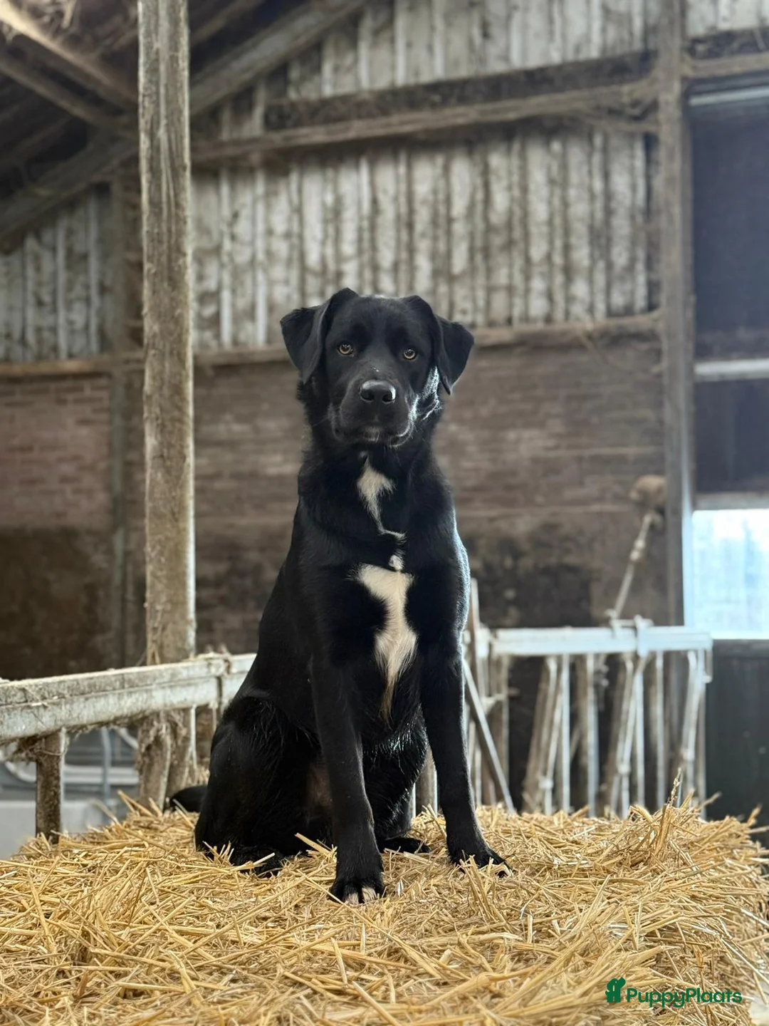 Kruising honden te koop: Uniek Borador pups van Stamboomouders F1 - Advertentie 21