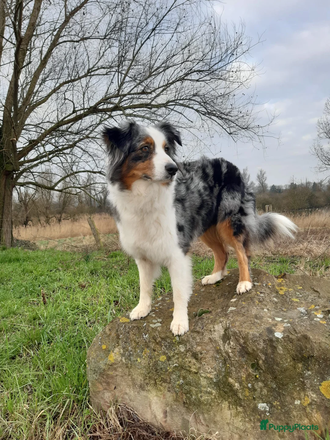Australian Shepherd honden te koop: Stamboom pups verwacht! - Advertentie 7