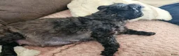 Kruising honden te koop: Boomer pups - Advertentie 1