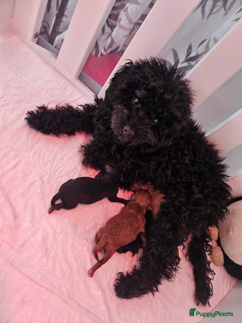 Poedel Toy honden - Advertentie 2