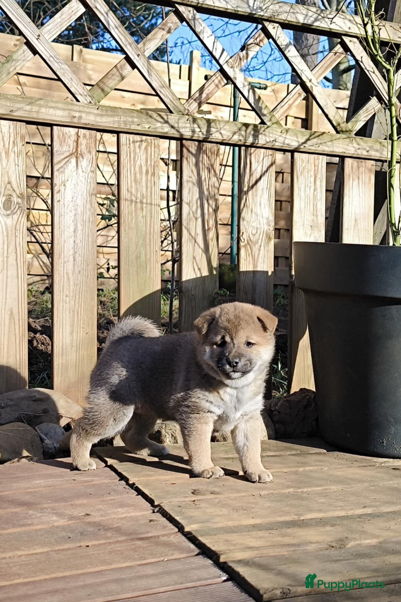 Shiba honden Shiba Inu pups met stamboom en gezondheidstesten - Advertentie 2