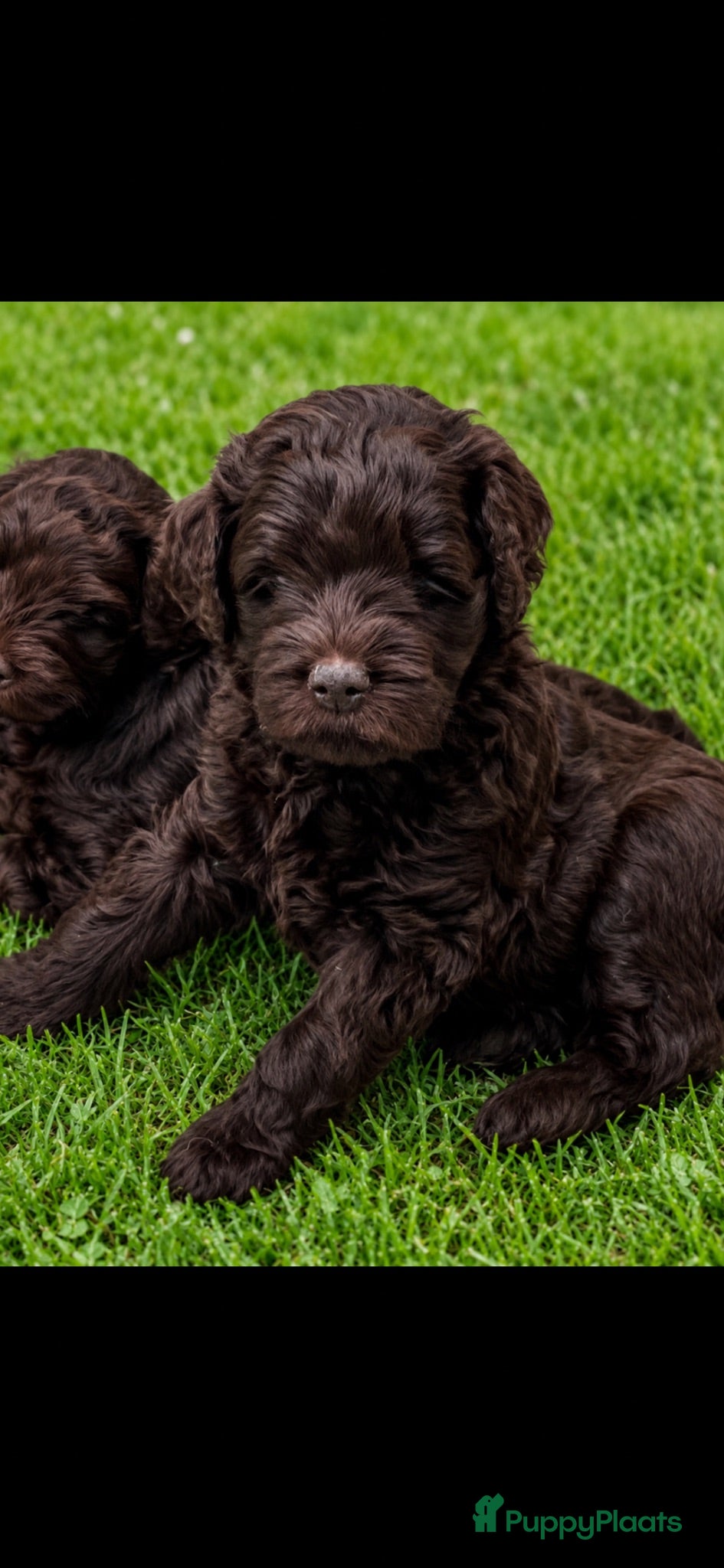 Labradoodle honden Medium chocolade labradoodles 75% Australian  - Advertentie 1
