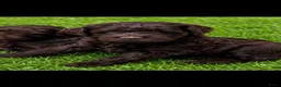 Labradoodle honden te koop: Medium chocolade labradoodles 75% Australian  - Advertentie 1