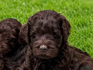 Labradoodle honden Medium chocolade labradoodles 75% Australian - Advertentie 1