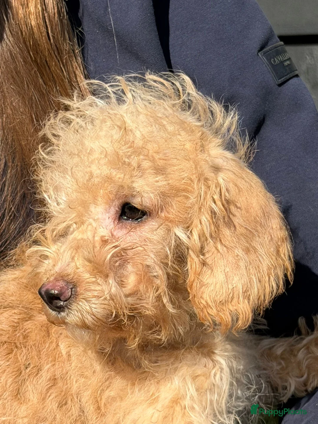 Cockapoo honden te koop: Super leuke cockapoo pups te koop - Advertentie 11