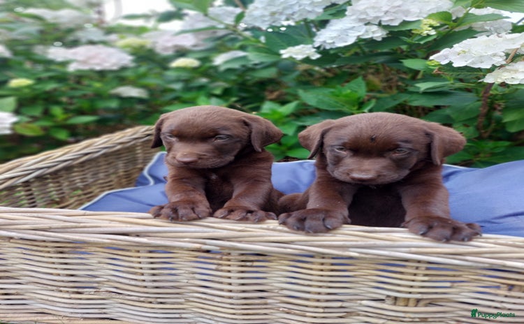 Labrador Retriever honden - Advertentie 1