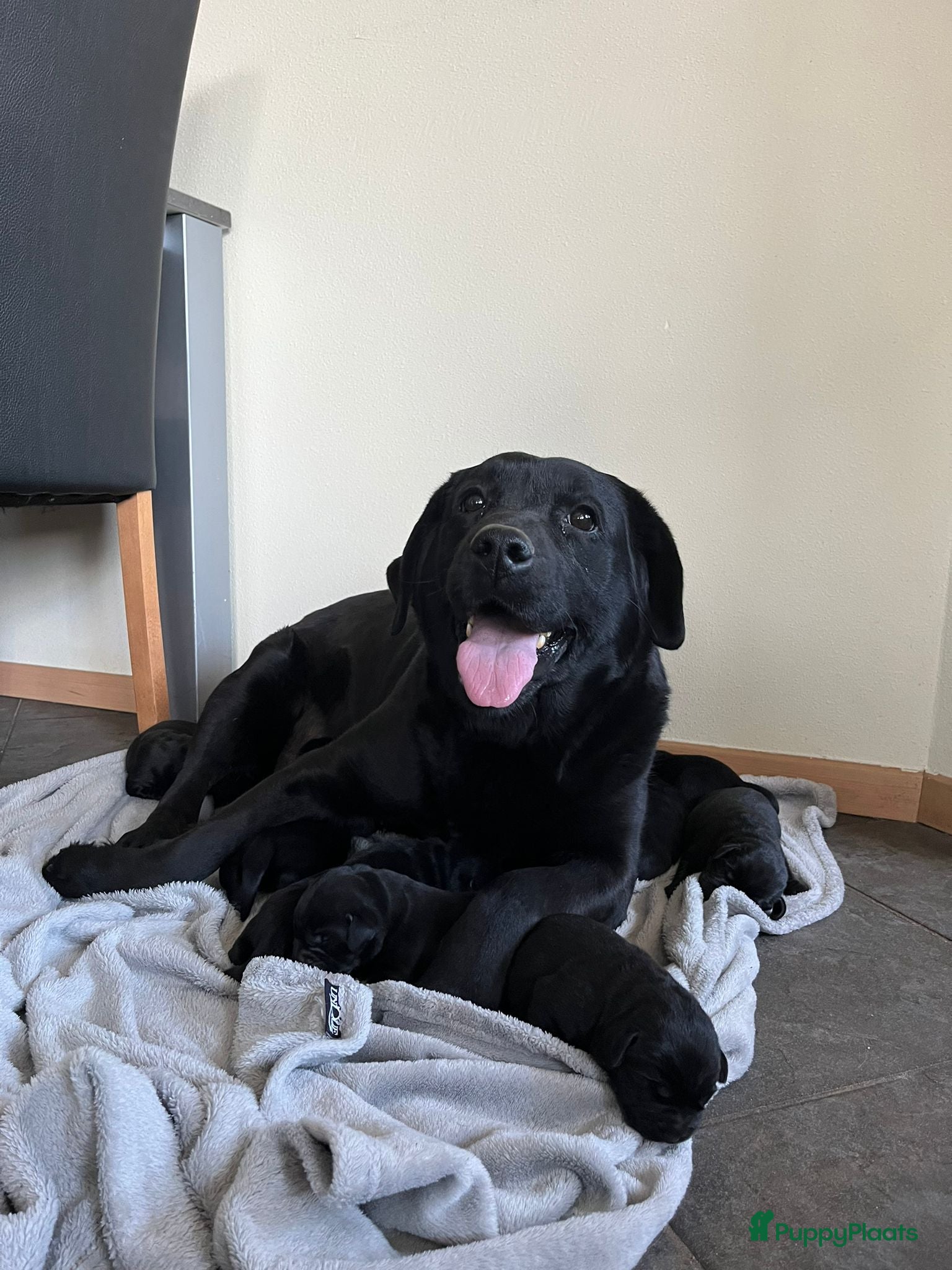 Labrador Retriever honden Labrador Retriever pups - Advertentie 2