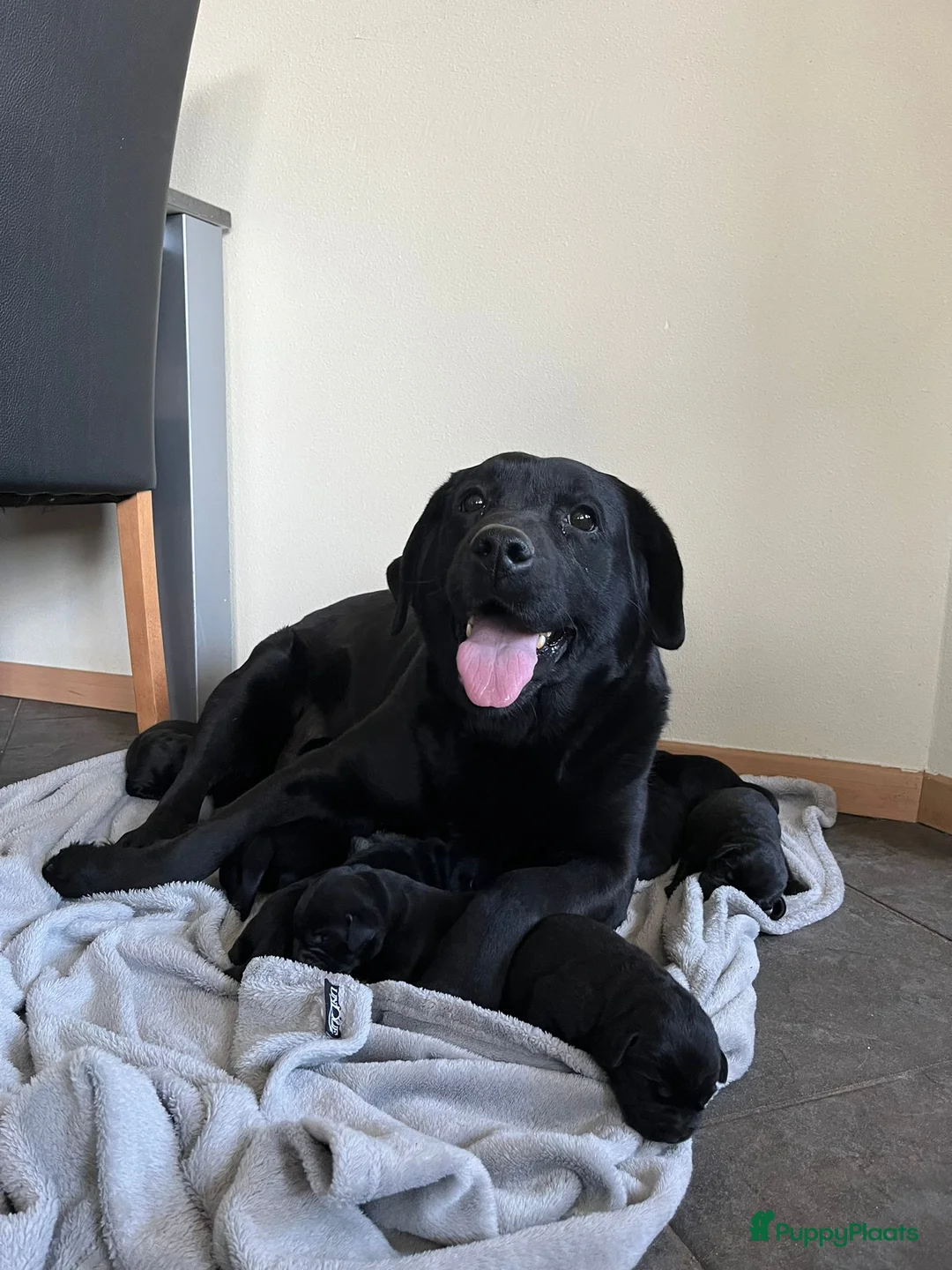 Labrador Retriever honden te koop: Labrador Retriever pups - Advertentie 2