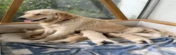 Golden Retriever honden te koop: 3 leuke teefjes zoeken een warm nest!  - Advertentie 4
