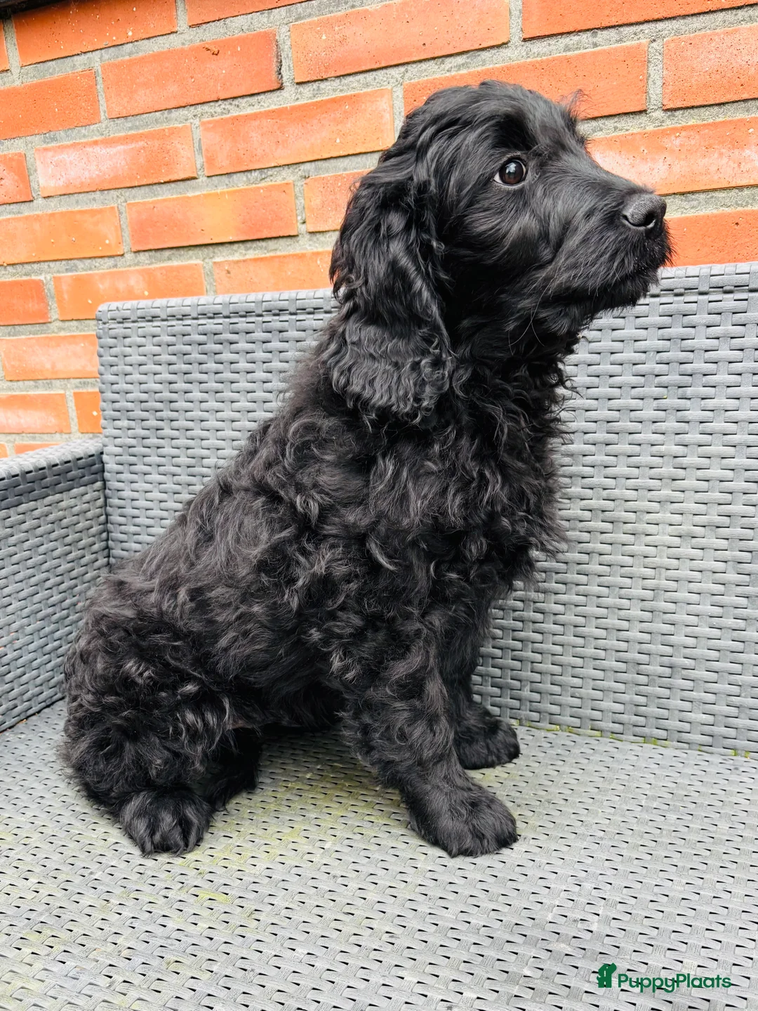 Goldendoodle honden te koop: Goldendoodle Pup reutje  - Advertentie 4