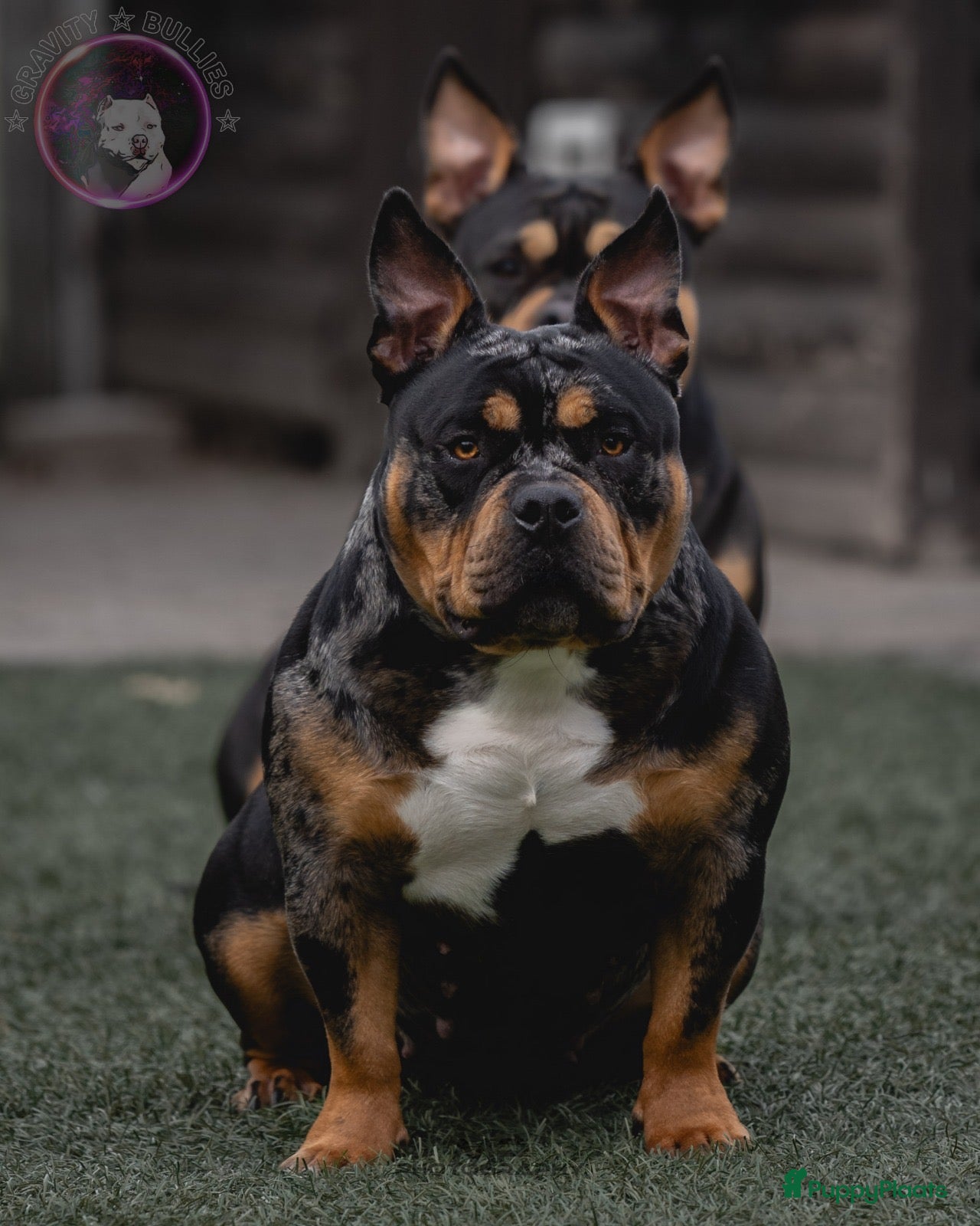 Amerikaanse Bully honden American Bully pocket pups verwacht eind 2026 - Advertentie 5