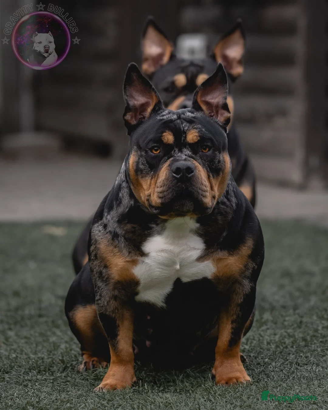Amerikaanse Bully honden te koop: American Bully pocket pups verwacht eind 2026 - Advertentie 1