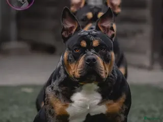 Amerikaanse Bully honden American Bully pocket pups verwacht eind 2026 - Advertentie 5