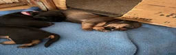 Kruising honden te koop: Teckel pups  - Advertentie 6