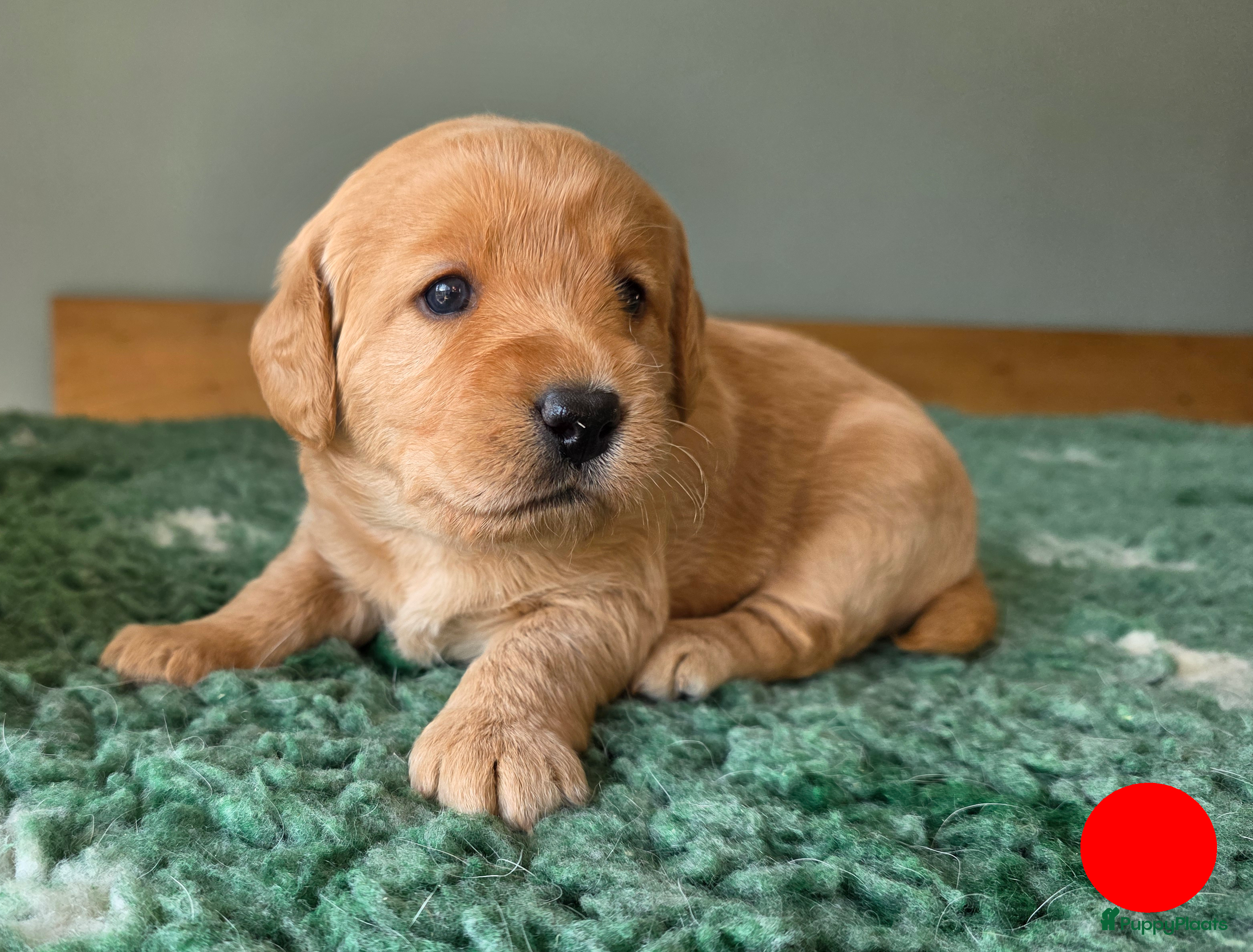 Labradoodle honden Prachtige  medium abricot labradoodles - Advertentie 1