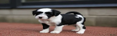 Meisje 2 