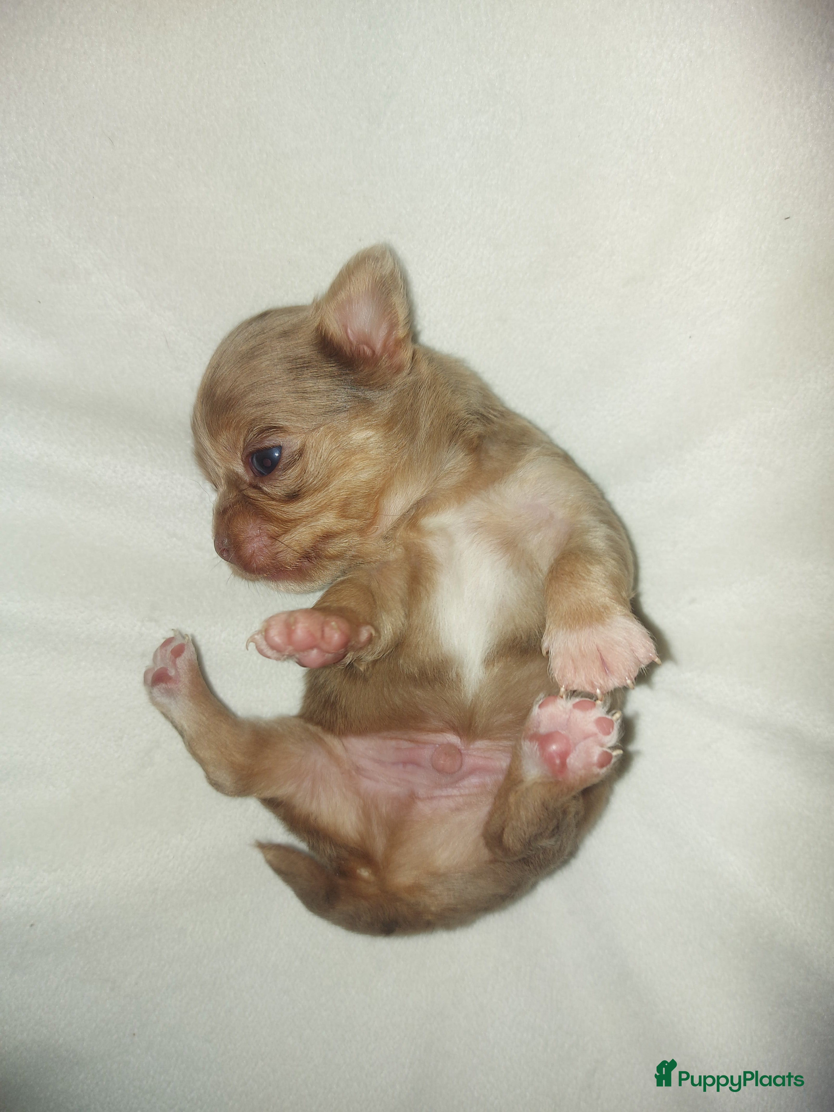 Chihuahua honden Prachtige pupjes - Advertentie 2