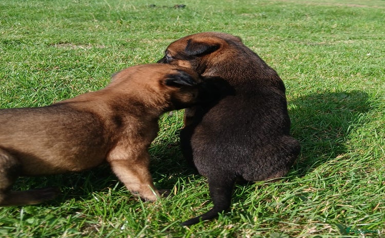 Mechelse Herder honden - Advertentie 1