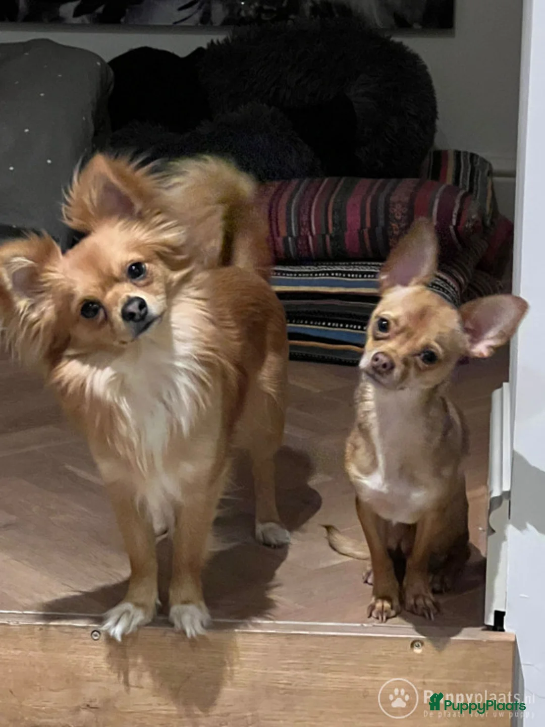 Kruising honden ter dekking: DEKREU Chihuahua x Vlinderhondje - niet te koop in Waalwijk - Advertentie 2