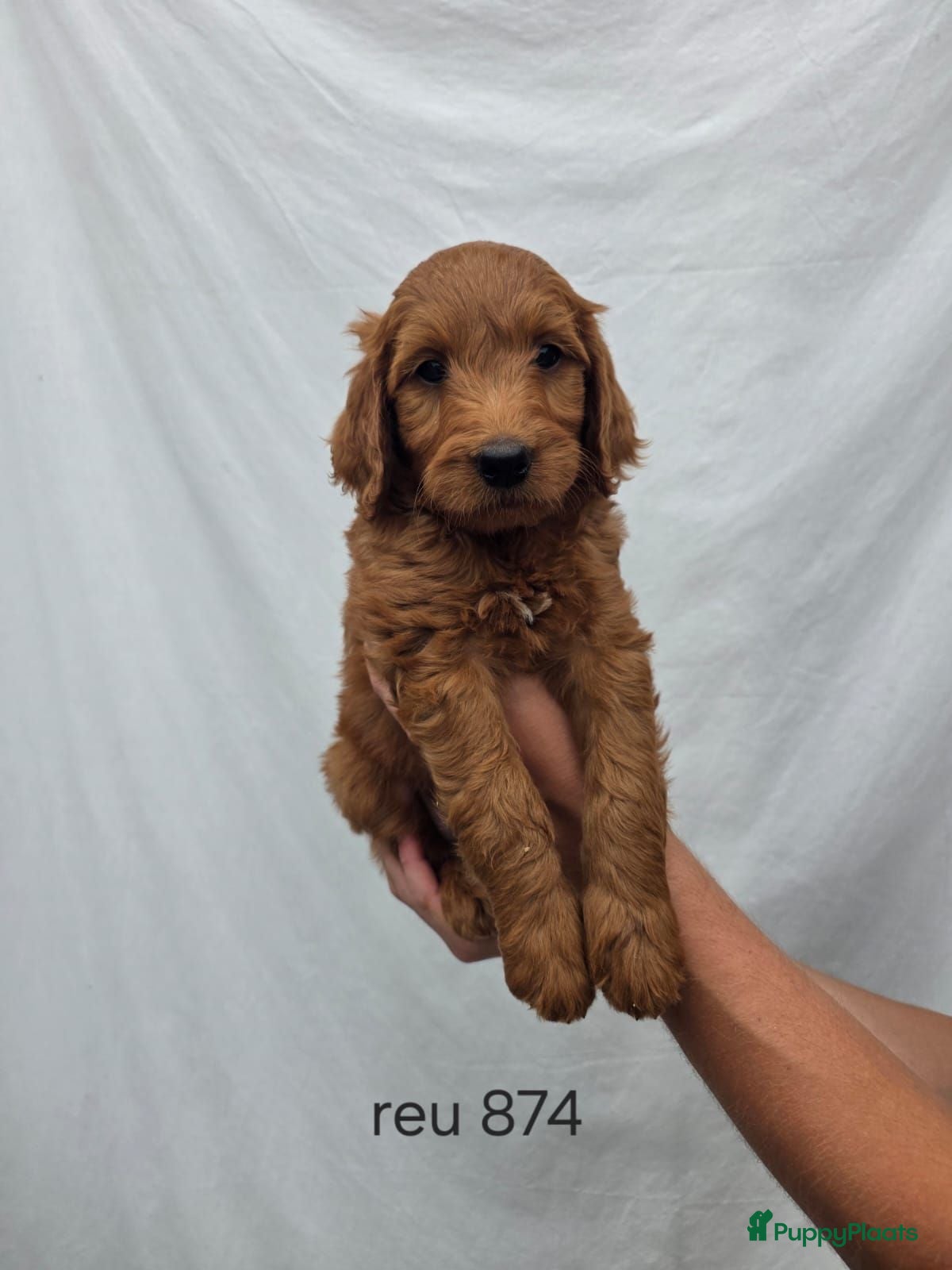 Goldendoodle honden Goldendoodles F1B - Advertentie 1