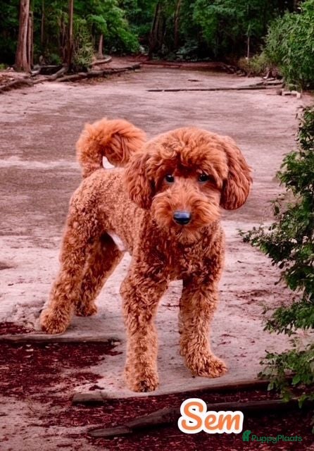 Dwergpoedel honden dwerg poedel SEM DONKER ROOD - Advertentie 2