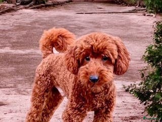 Dwergpoedel honden dwerg poedel SEM DONKER ROOD - Advertentie 5