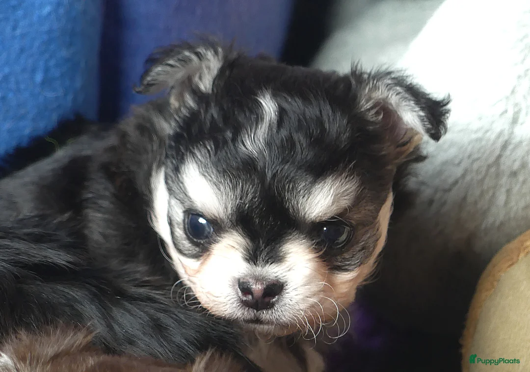 Chihuahua honden te koop: Prachtig black husky reutje  - Advertentie 2