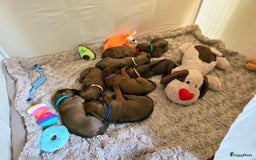 Rhodesian Ridgeback honden te koop: Rhodesian Ridgeback pups+stamboom 2reutjes 8weken  in Wierden - Afbeelding 13
